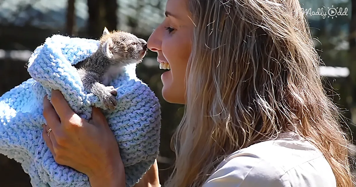 Adorable Baby Koala With a Royal Name Is Melting Hearts With Her Charm