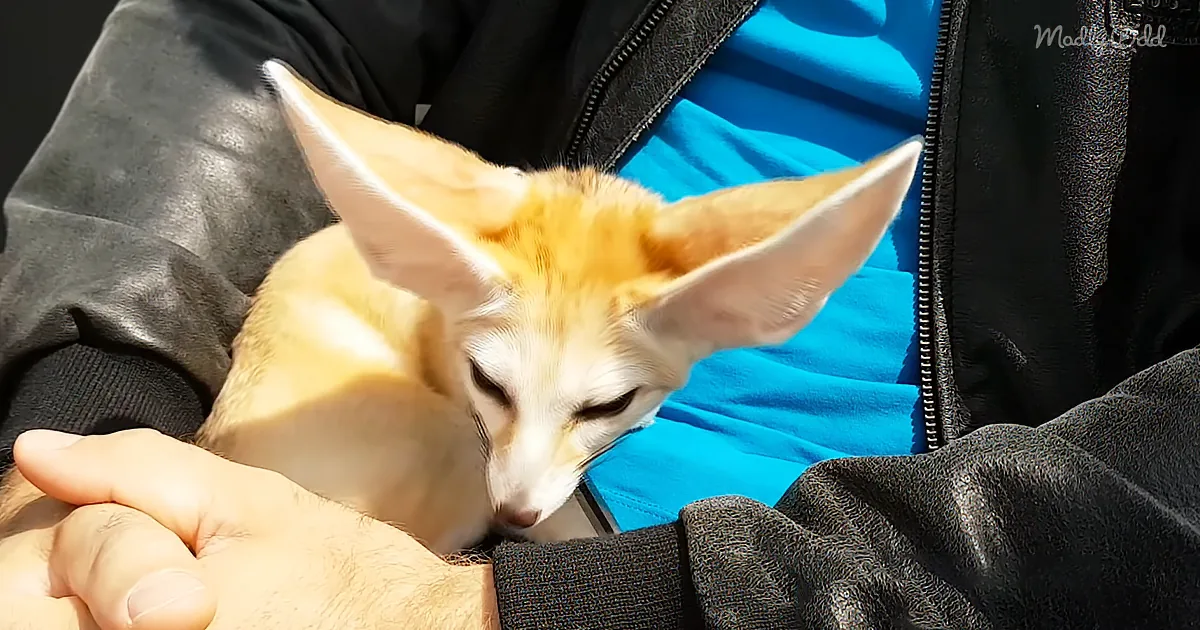Cute Fox Is Happy to Have Coffee With Her Owners