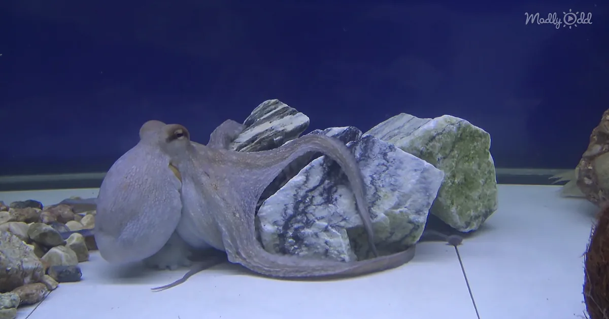 An Octopus and Cuttlefish Play in a Tank