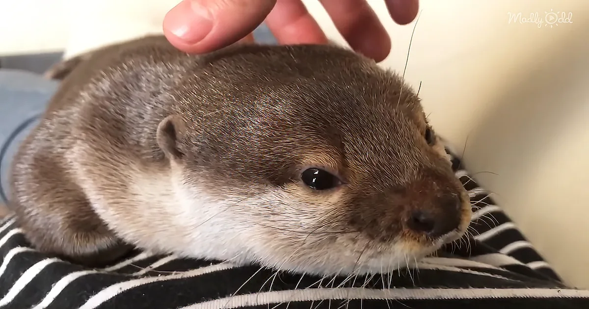 Adorable Otter Wakes up and Squeaks a Good Morning in the Cutest Way Ever