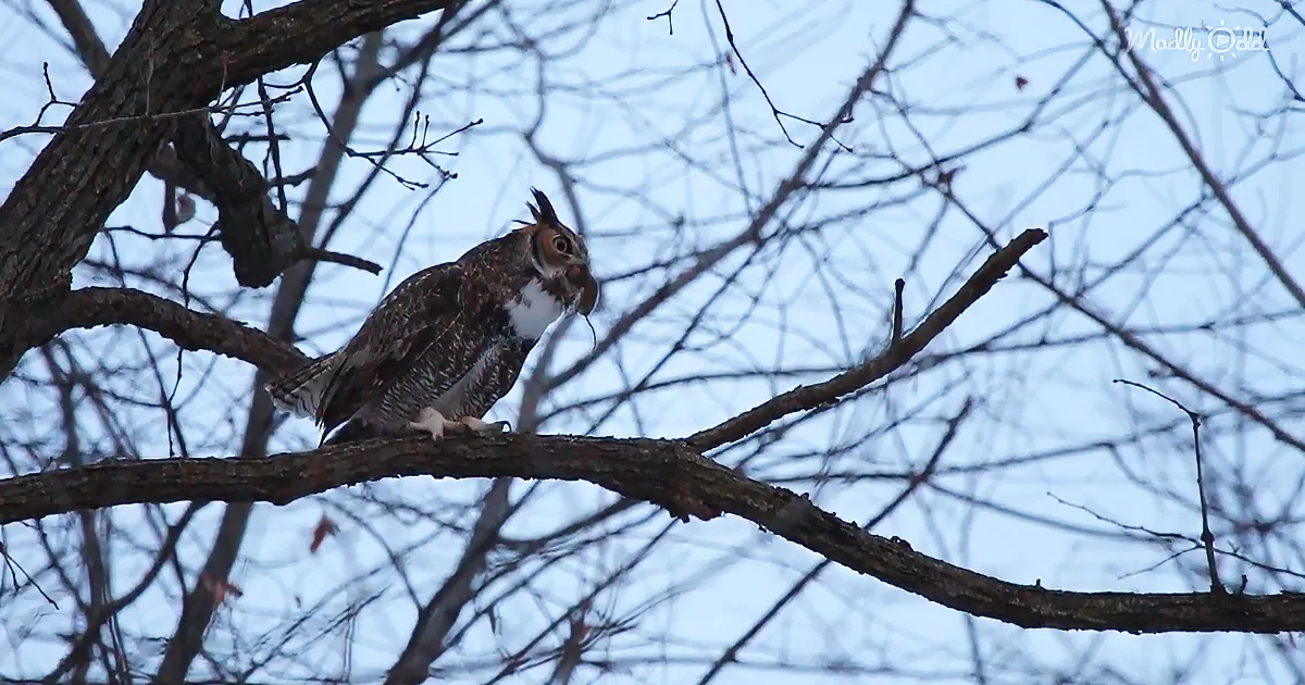 Great Horned Owl Hoots Through a Beak Full of Breakfast