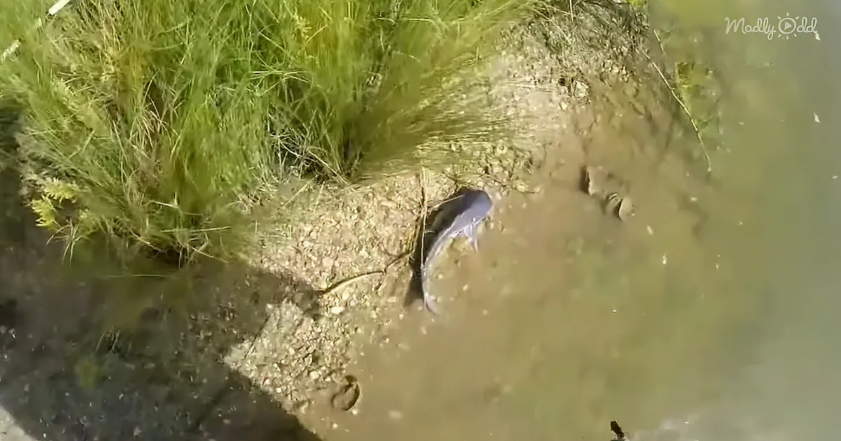 Fish That Was Caught Doesn't Want to Be Thrown Back