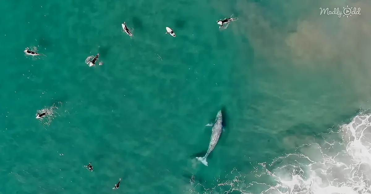Giant Grey Whale Greets San Diego Surfers off the Coast of Black Beach