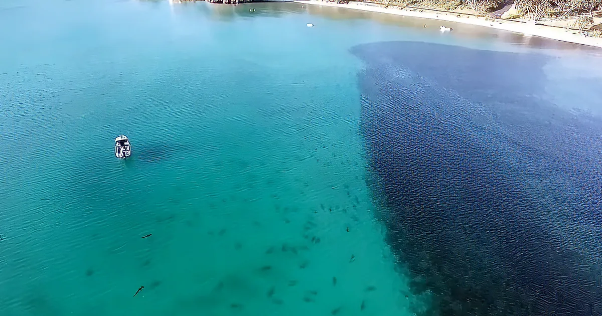 Drone Captures Hundreds of Sharks Swarming in the Water off New Zealand