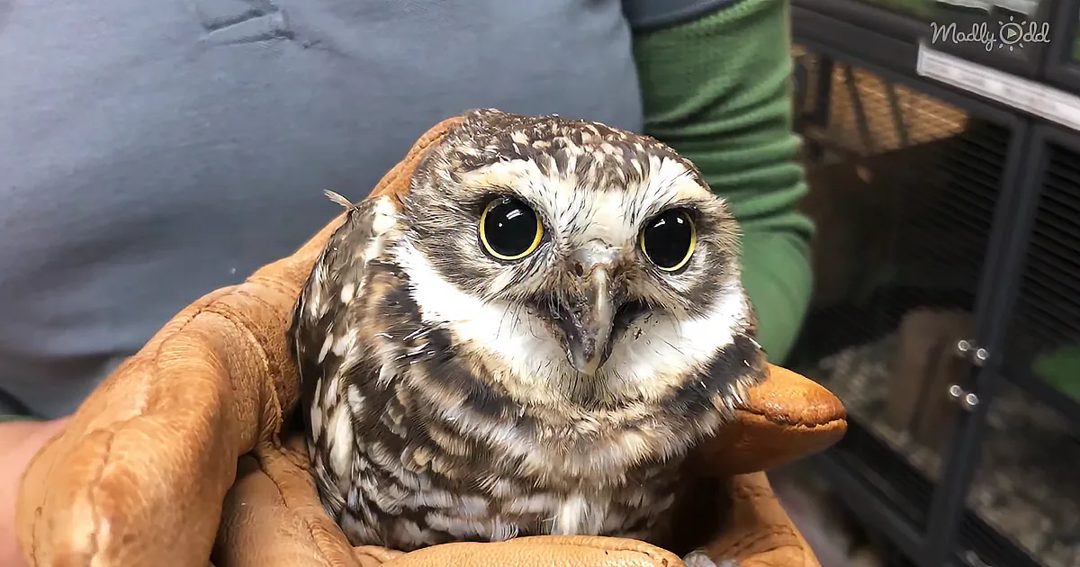 Adorable Burrowing Owl Becomes First Raptor to Get a 3d Printed Leg