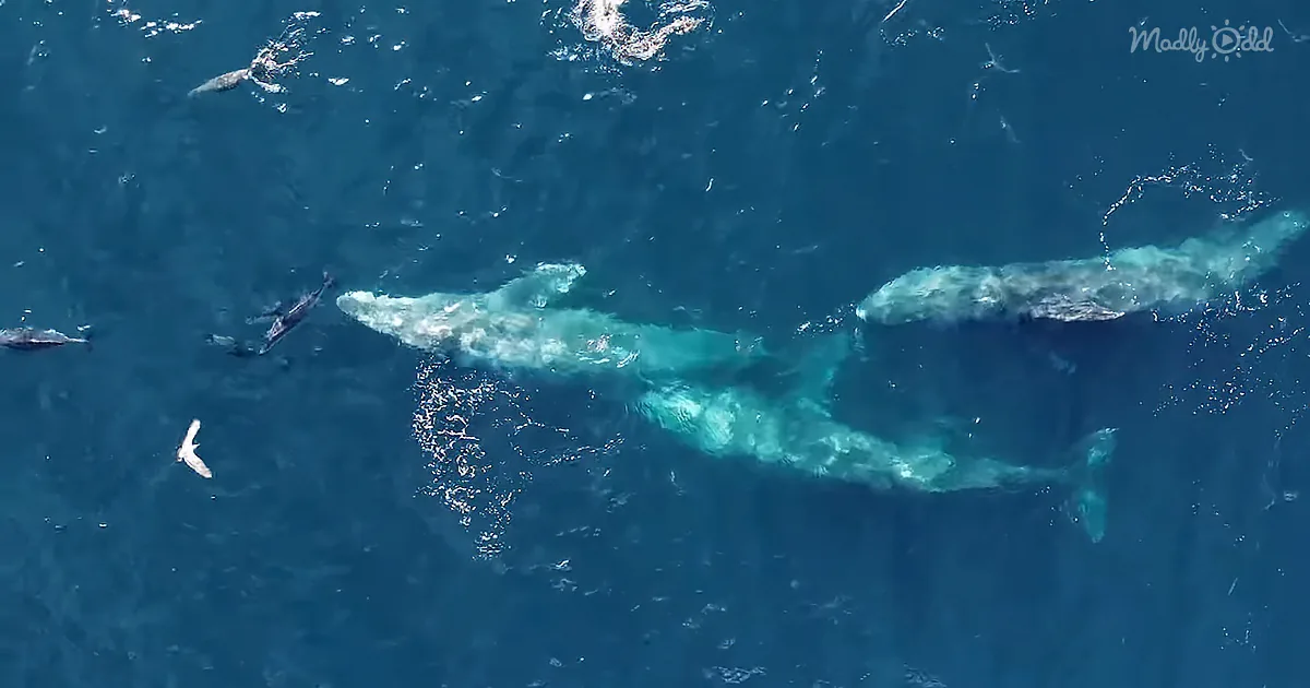 Aerial view of two whales swimming together in deep blue ocean, surrounded by smaller marine life and a bird.