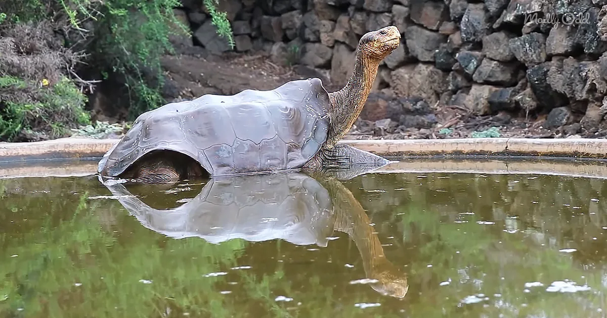 100-Year-Old Giant Tortoise Saves His Species From Extinction
