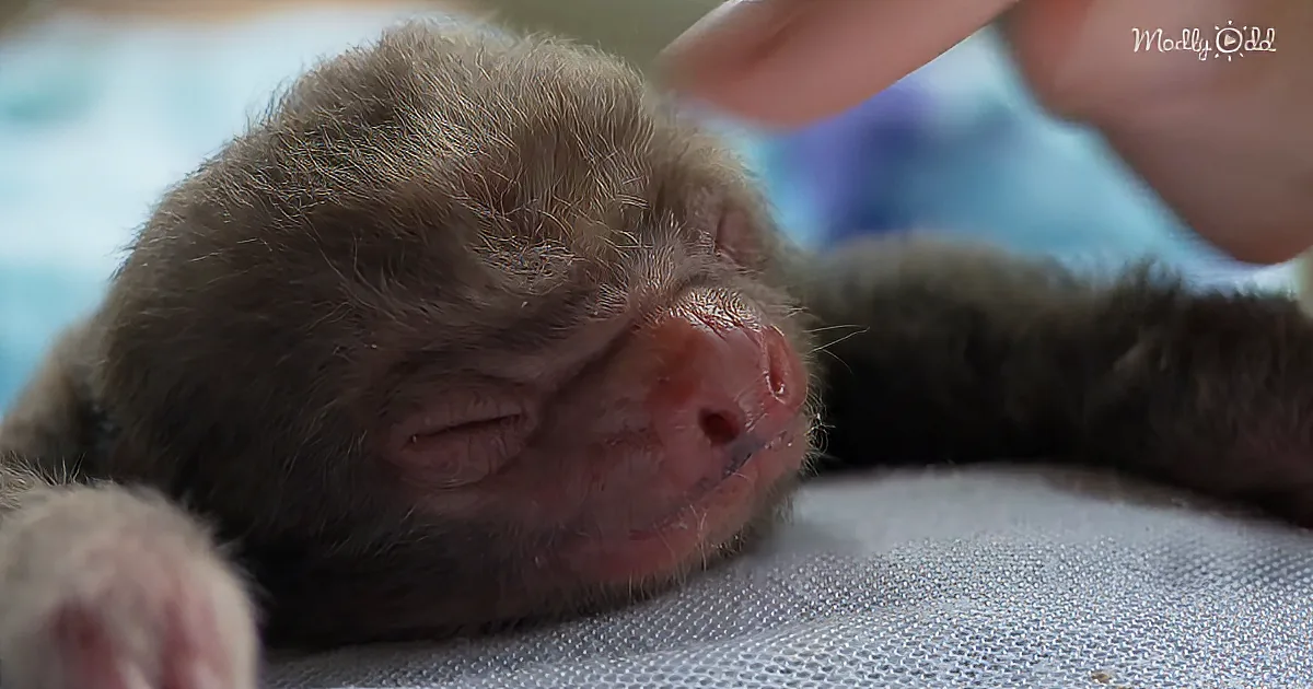 This Cute Rescued Baby Two-Toed Sloth Is the Smallest Ever Cared For