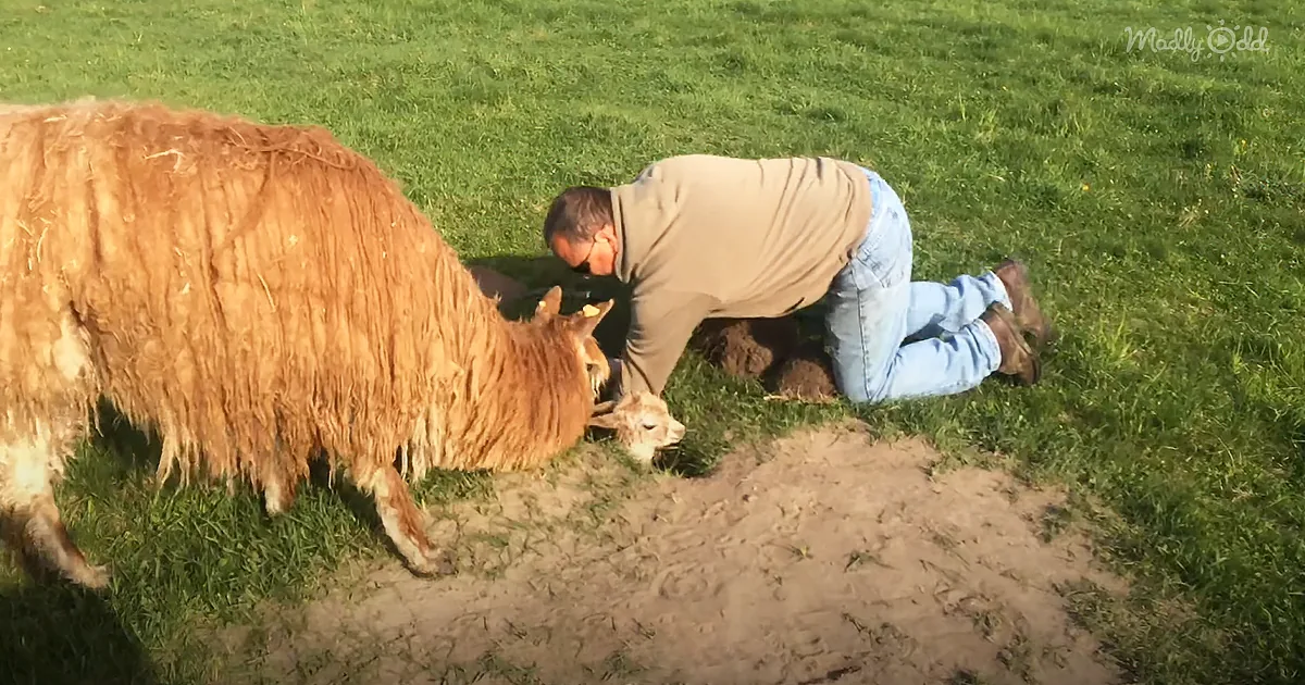 Loving Farmer Rescues Adorable Baby Alpaca Stuck in a Badger Hole