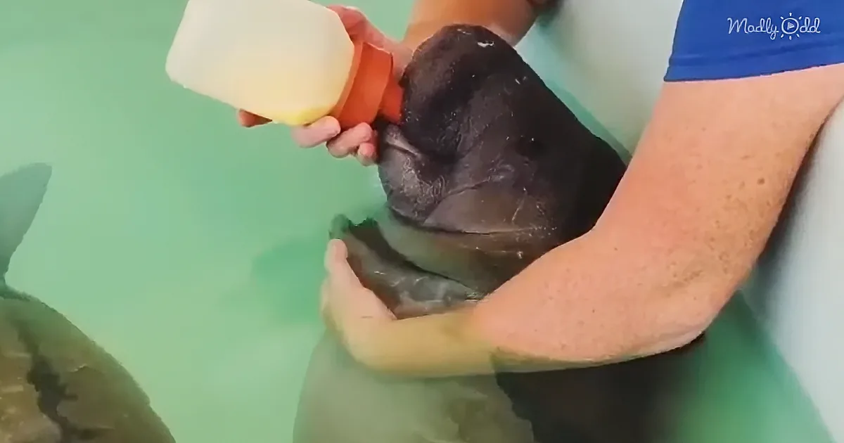 Watch Sea World Workers Bottle Feed Adorable Baby Manatees