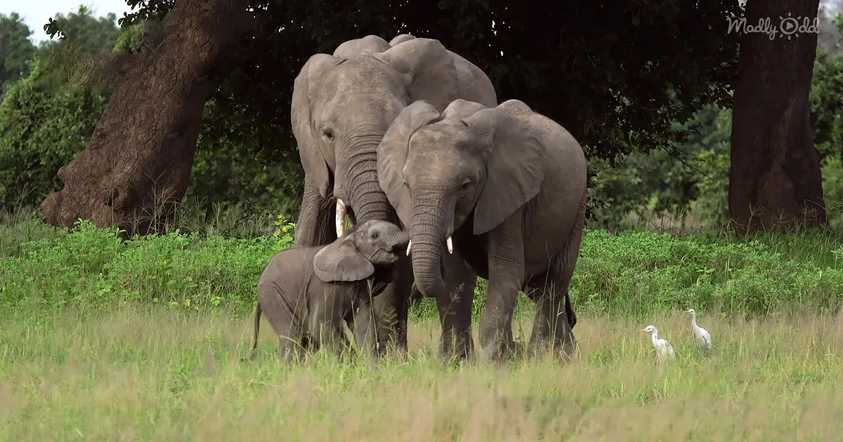 Two elephants and a baby elephant stand together in a grassy field with trees in the background.