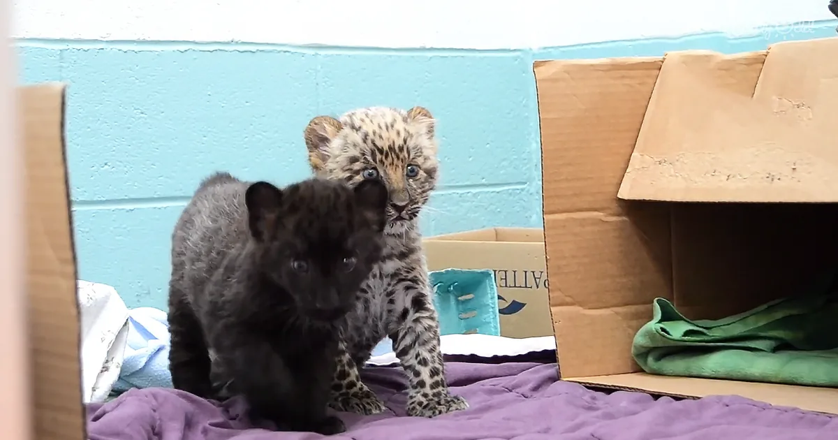 Two baby leopards, one black and one with spots, sit on a purple blanket near cardboard boxes.