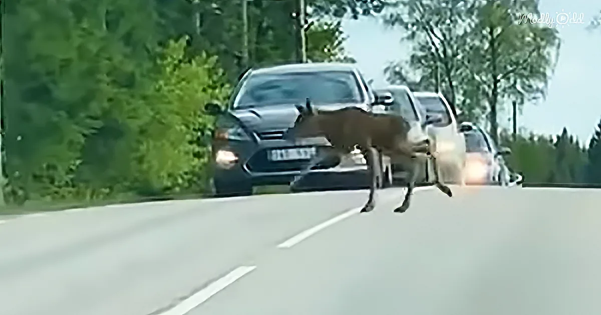A deer leaps across a road, narrowly avoiding oncoming traffic.