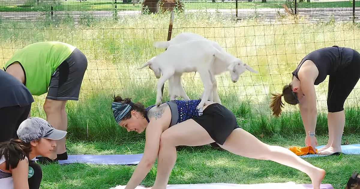 Goat Yoga - a Great Way to Get Fit