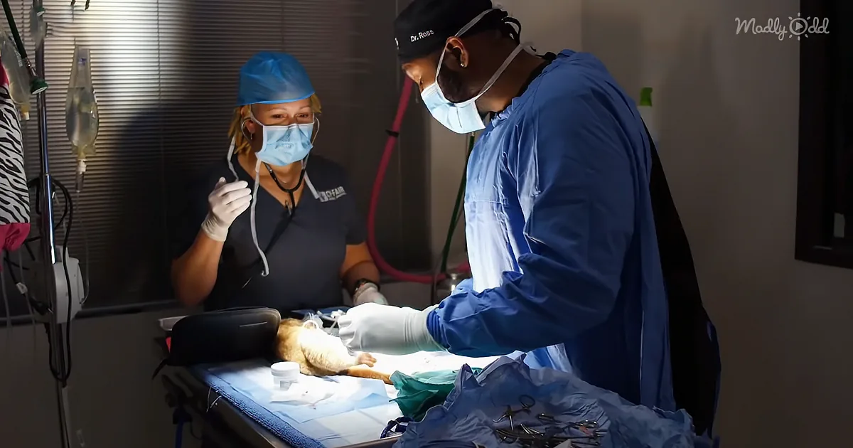 Adorable Kinkajou Goes to See Doctor Ross to Prevent the Terrible Twos