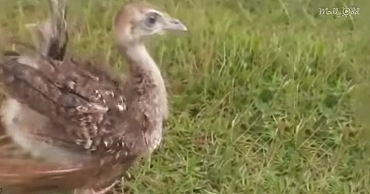 A young turkey with mottled brown feathers stands in a grassy field.