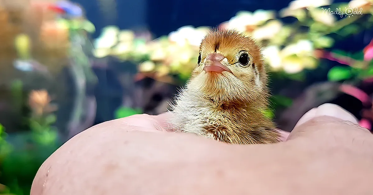 Watch This Adorable Baby Quail Hatch in His Keeper's Hands