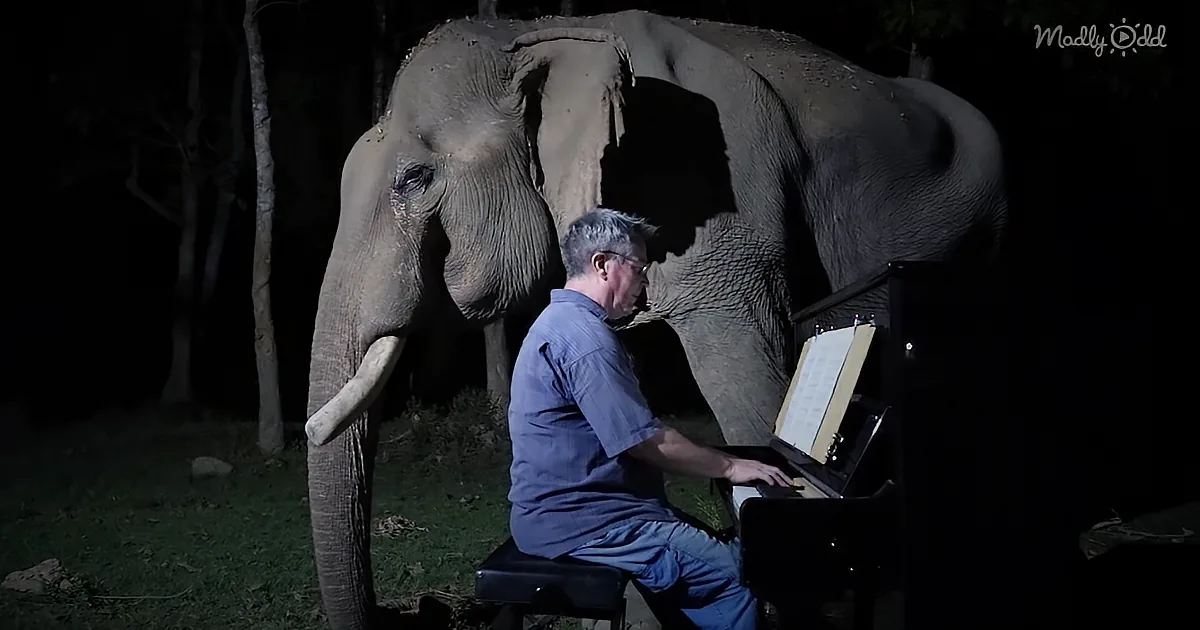 A man plays piano under a spotlight, with an elephant standing behind him in a dark setting.