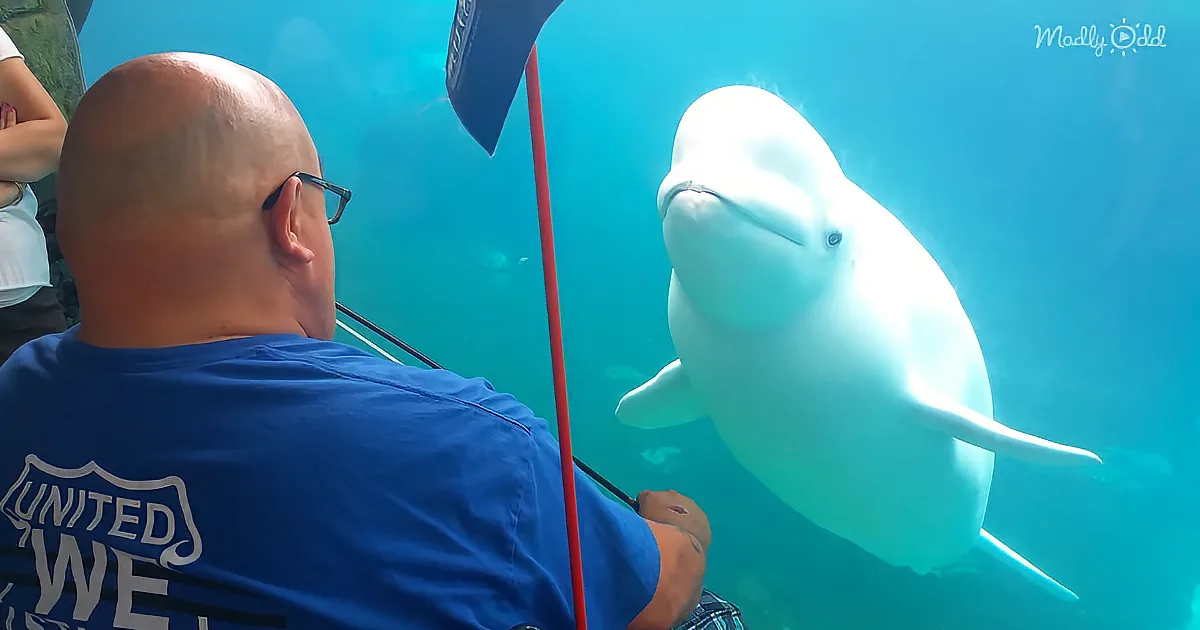Man Plays Violin and Enchants Beluga Whale With His Music