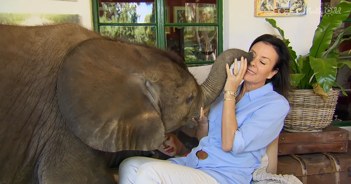 A woman in a blue shirt interacts affectionately with a large elephant indoors.