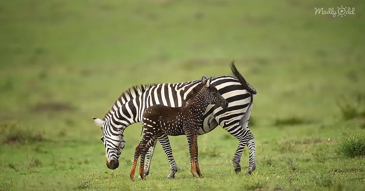 A zebra foal with a unique spotted coat stands close to its mother in a grassy field.