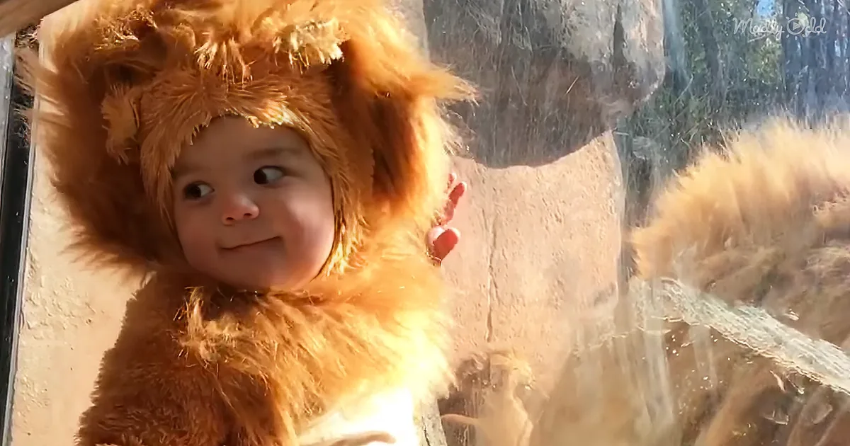 Adorable 11-Month-Old in Lion Costume Meets Furry Friend