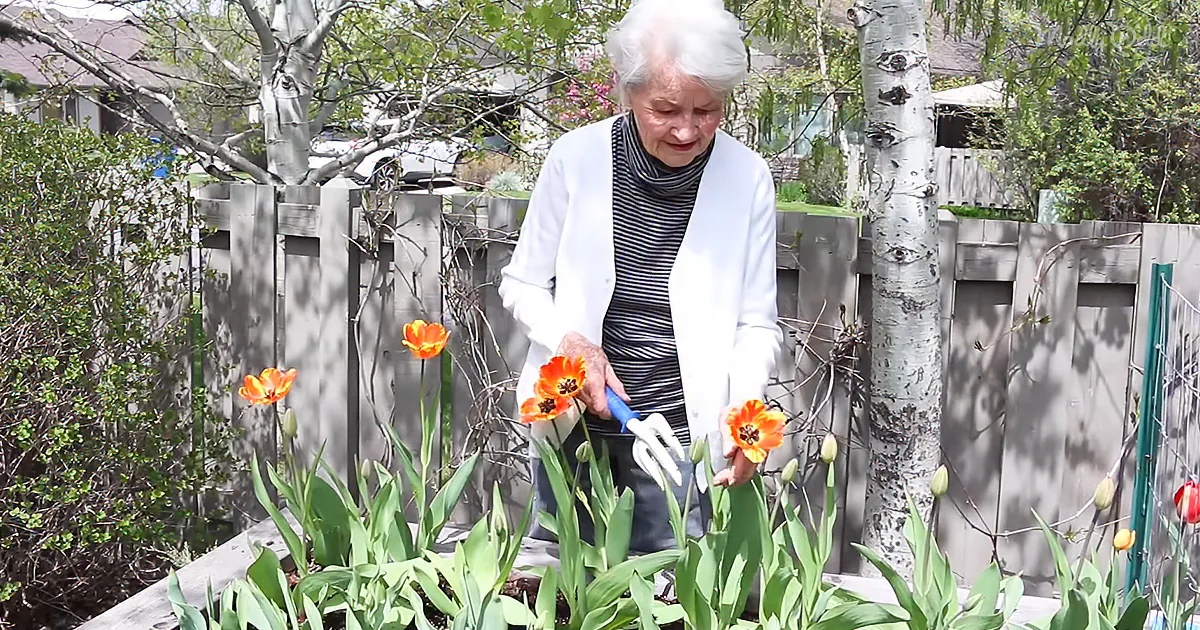 Raised Garden Beds Better for the Body