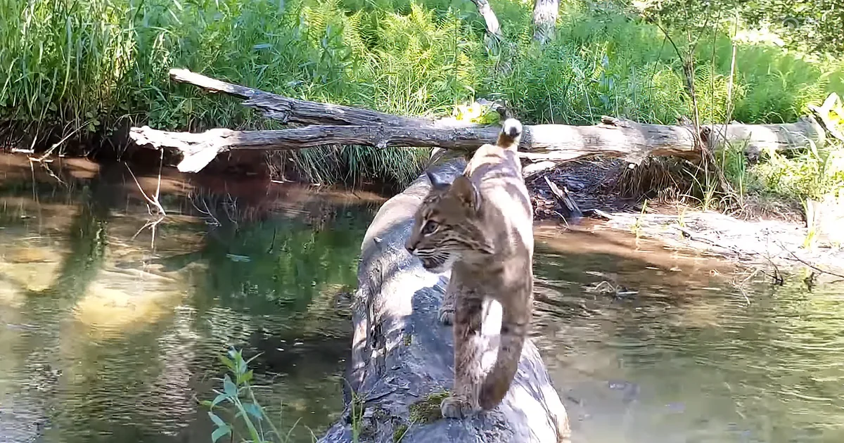 A Man Decides to Film a Log in a Stream for a Year. What the Camera Captured Is Magical