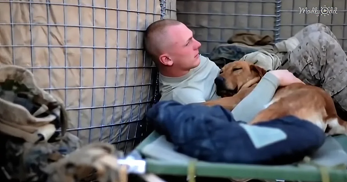 Military Dog and Soldier Reunite After Anxious Plane Ride