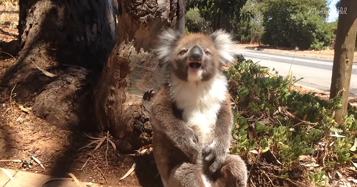 Sensitive Koala Bear Screams After Kicked out of Tree