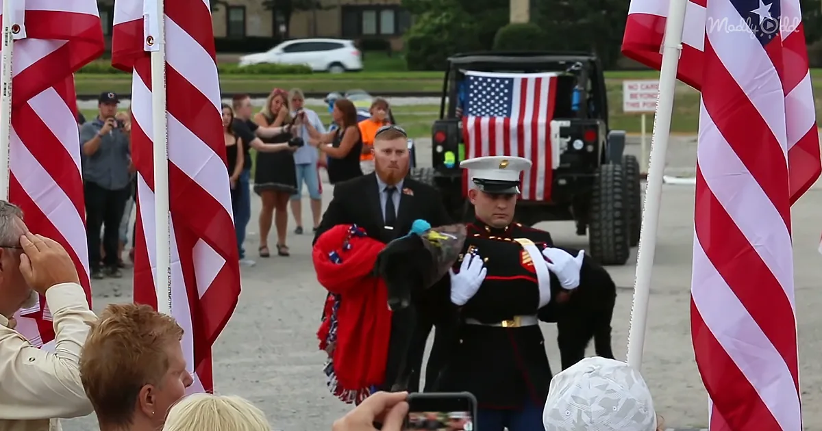 Marine Veteran Dog With Terminal Bone Cancer Says Goodbye to Hero Best Friend