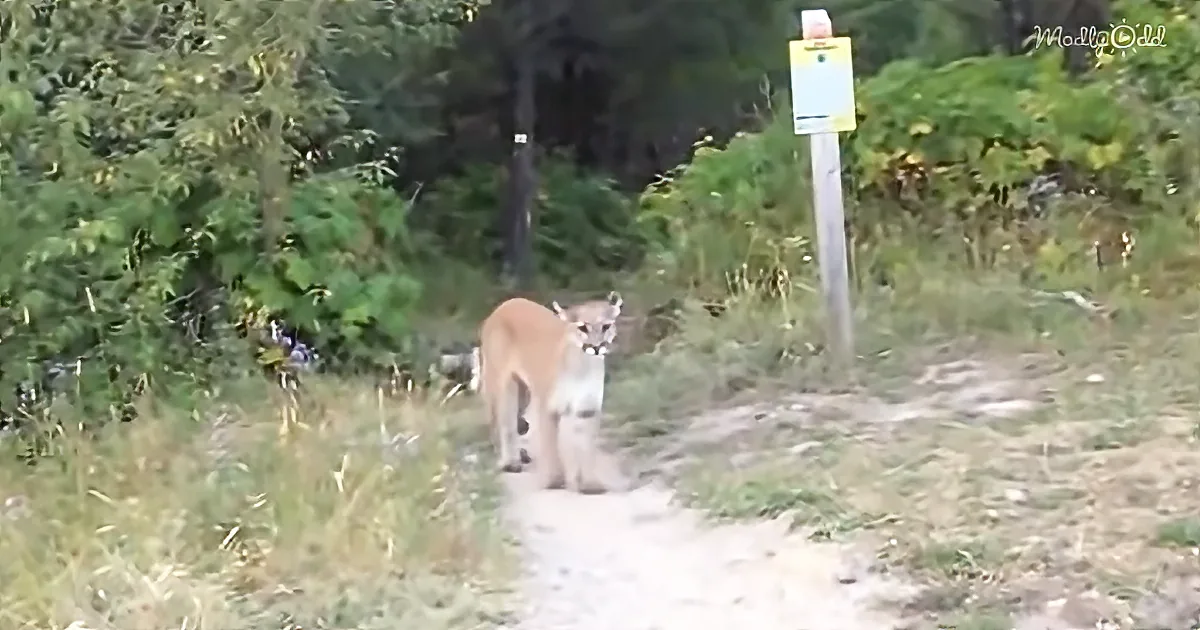 Cougar Stalks Quick-Witted Mountain Biker in Fernie Woods
