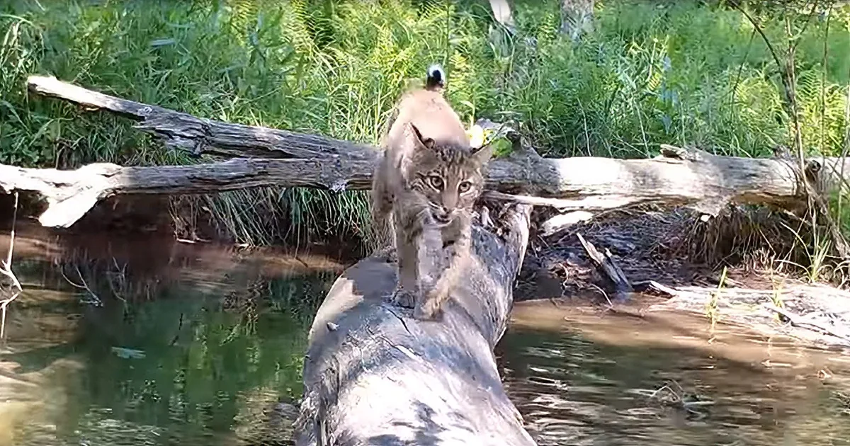 Animal Lover Captures Adorable Wildlife Crossing All-Year 'Round