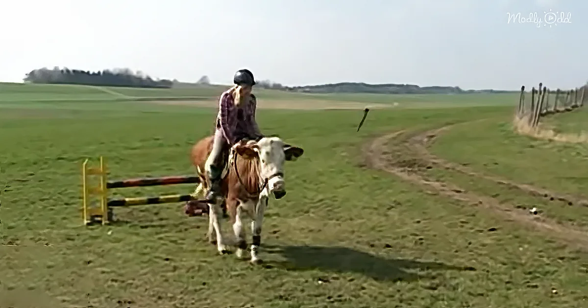 Talented 15-Year-Old Girl Teaches Family Cow to Jump Like a Horse