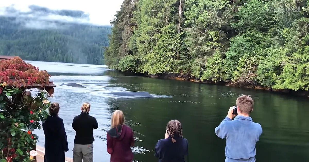 Majestic Humpback Whales Make Appearance During Breakfast at Vacation Lodge