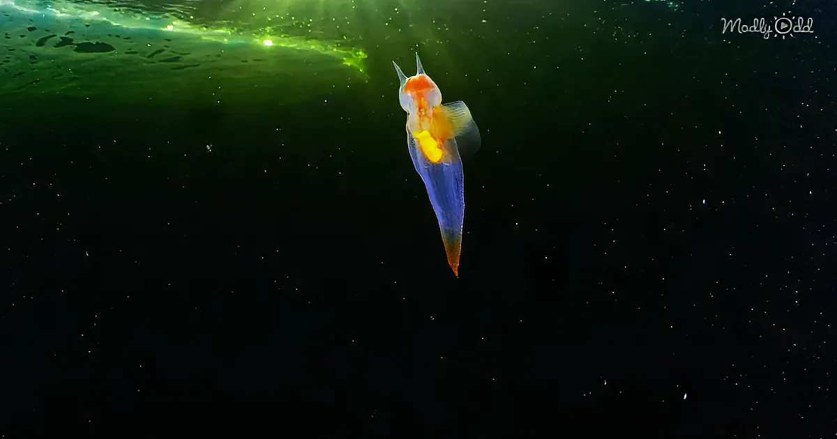 A colorful, translucent sea creature with a yellow and orange body and blue tail swims in dark, greenish water.