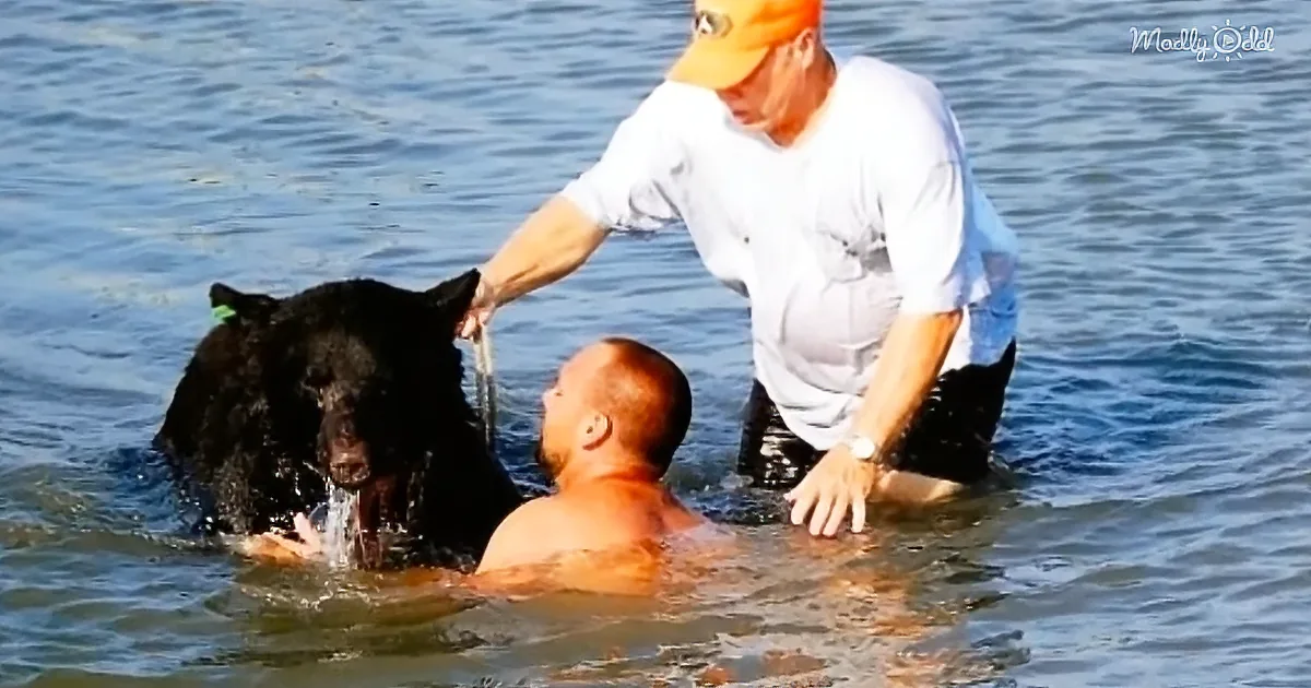 Courageous Man Rescues Huge 400-Pound Black Bear From Drowning