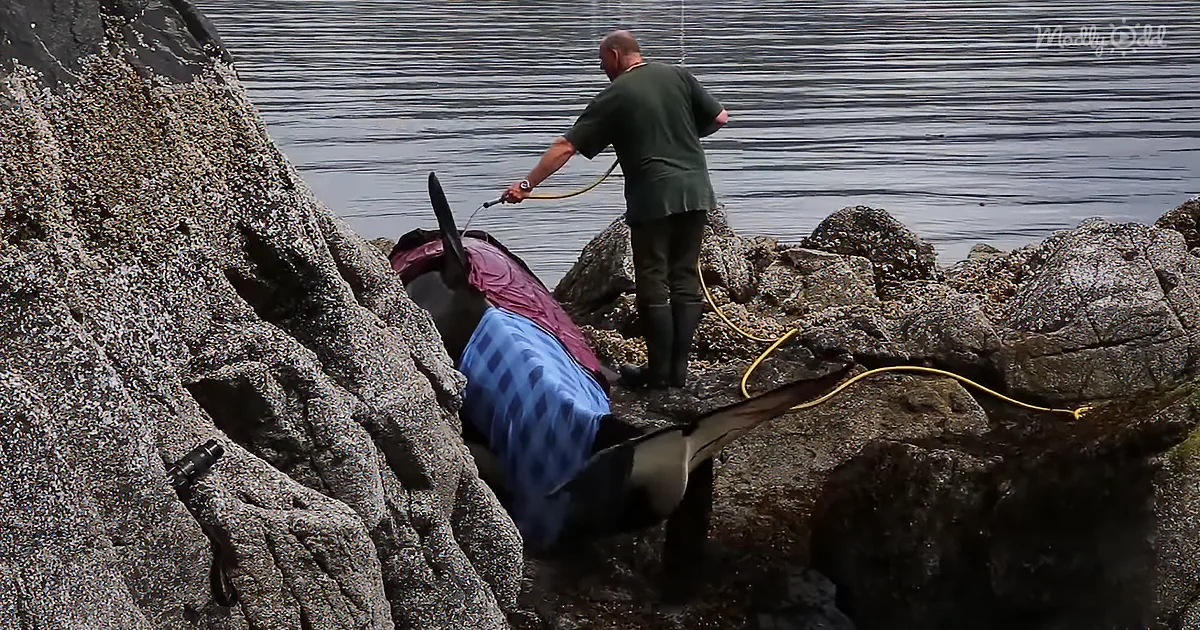 Selfless Volunteers Alerted From Facebook Video Save Helpless Orca Whale