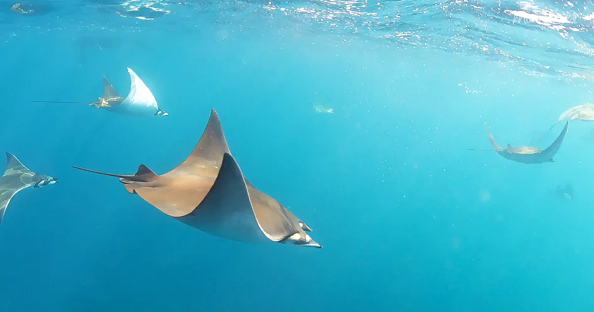 A group of manta rays swims gracefully in clear blue water, their large pectoral fins and long tails visible.