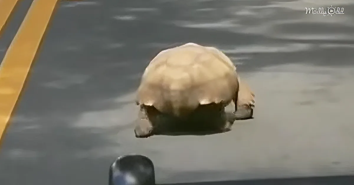 Hilarious Cop Rants in Video About Extremely Slow 'Grandpa' Driver on Public Road