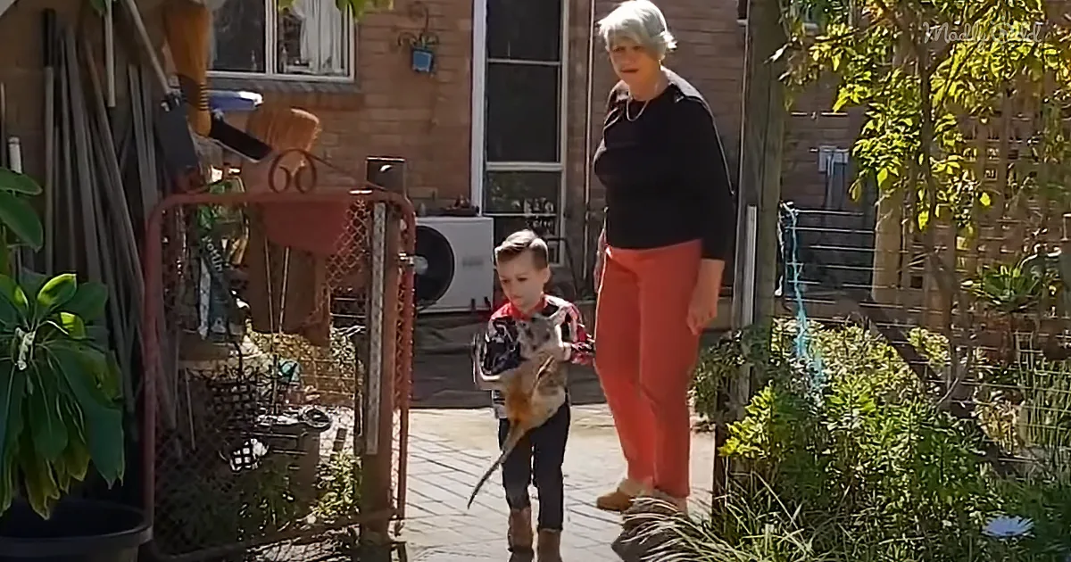 Shy Child Gains Confidence After Befriending Rescued Kangaroo