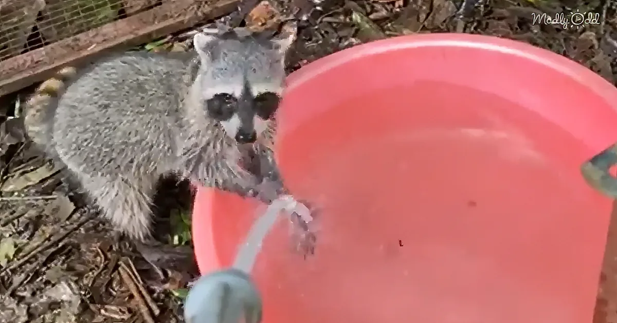 A raccoon stands near a red bucket, looking up as water pours from a faucet.