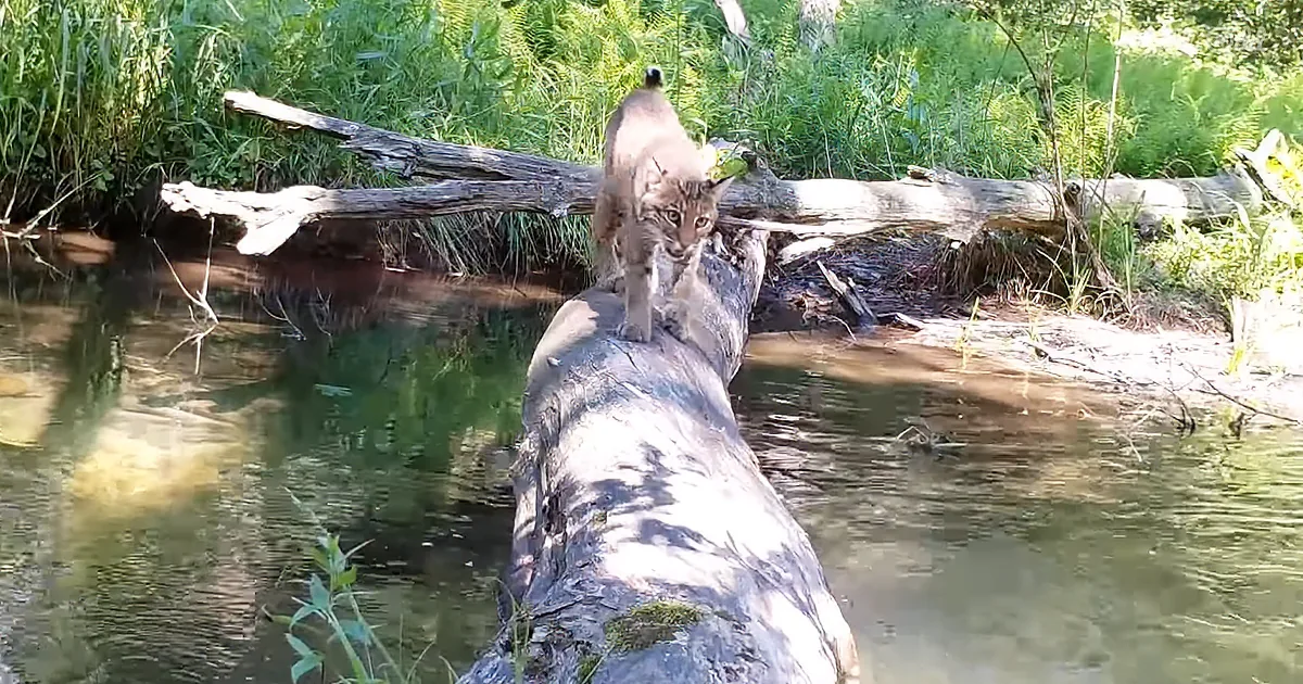 Tons of Beautifully Majestic Animal Breeds Walked Upon This Iconic Log to Cross a Creek