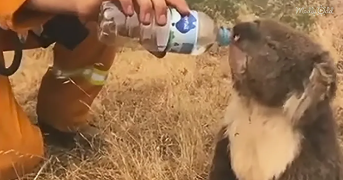 Fluffy Orphaned Koala Finds Comfort With Stuffed Animal After Losing Mom