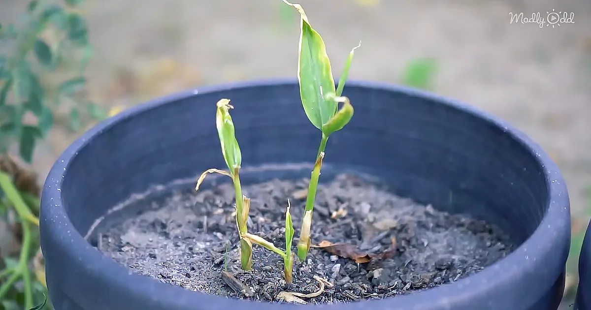 Easily re-Grow 14 Delicious Store-Bought Vegetables and Herbs at Home