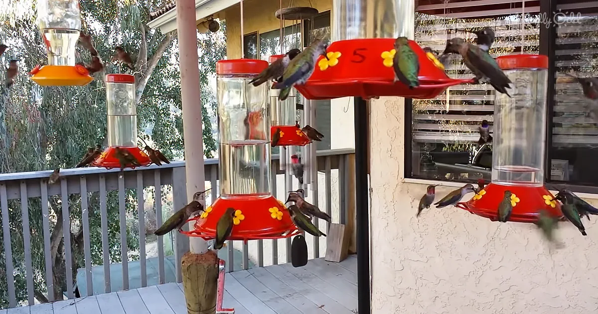 Group of Busy Hummingbirds Feed at Same Time on Bird-Lover's Porch