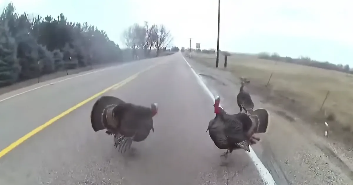 Three turkeys walk on a road, one in the center, two on the right, with trees and a field in the background.