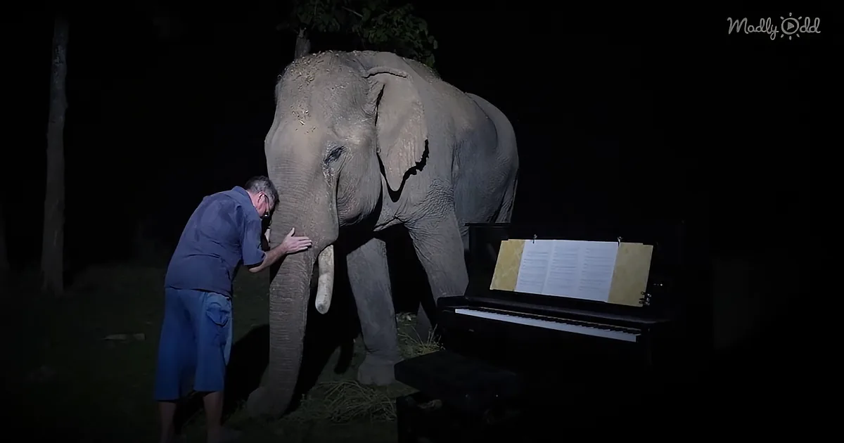 Ex-Concert Pianist Plays Beethoven for Abused Elephant in Moving Video