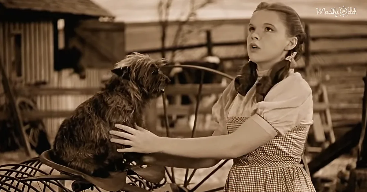 A girl in a gingham dress pets a scruffy dog on a porch.