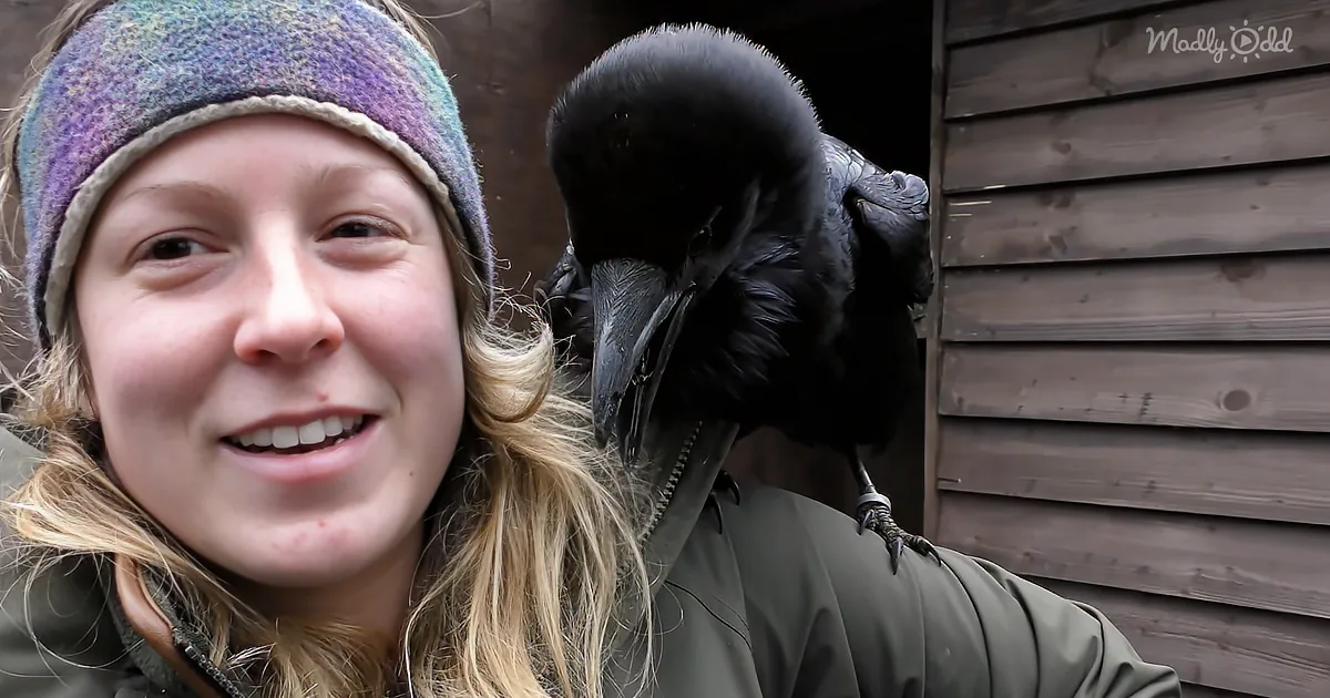 Fable, the Talking Raven, Is No Fable and Is Sure to Astound You